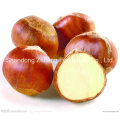 Nueva cosecha china Fresh Chestnut